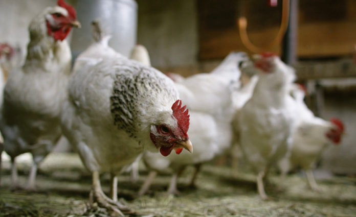 Chicken Price per lb: Understanding the Cost of Poultry