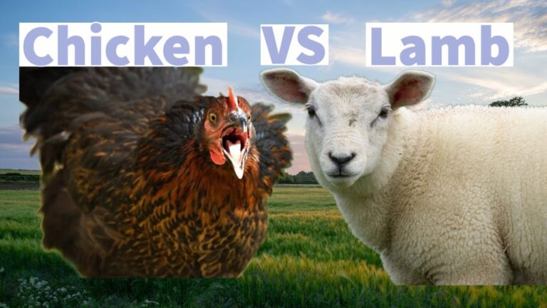 Chicken vs Lamb: Meaty Matchup: Chicken vs Lamb