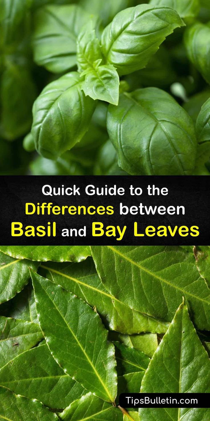 Basil vs Bay Leaf: Herbal Showdown: Basil vs Bay Leaf