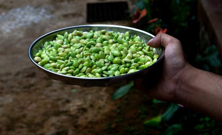 Lima Beans vs Fava Beans: Exploring the Diversity of Legumes