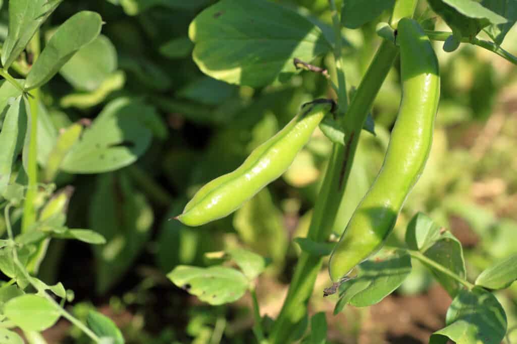 Lima Beans vs Fava Beans: Exploring the Diversity of Legumes