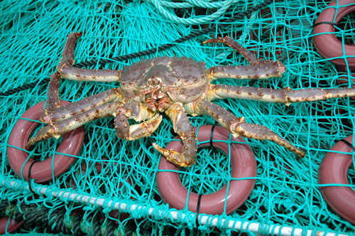 Whole King Crab: Indulging in the Majesty of King Crab