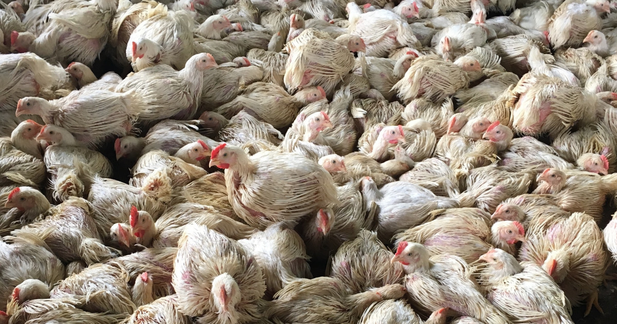 Chicken Price per lb: Understanding the Cost of Poultry